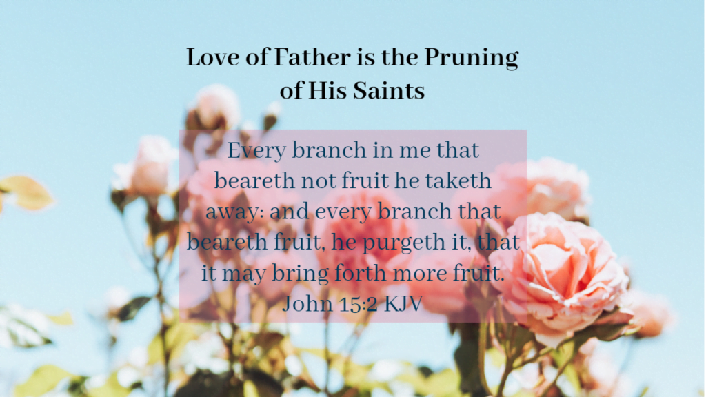Daily Devotional - Love of Father is the Pruning of His Saints